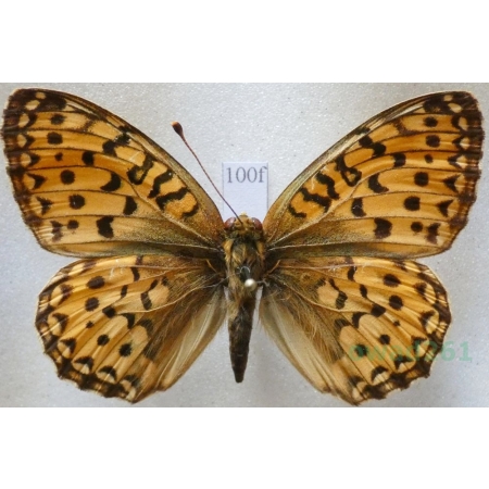 Argynnis adippe (Denis & Schiffermüller, 1775) female Dostojka adype Croatia100f